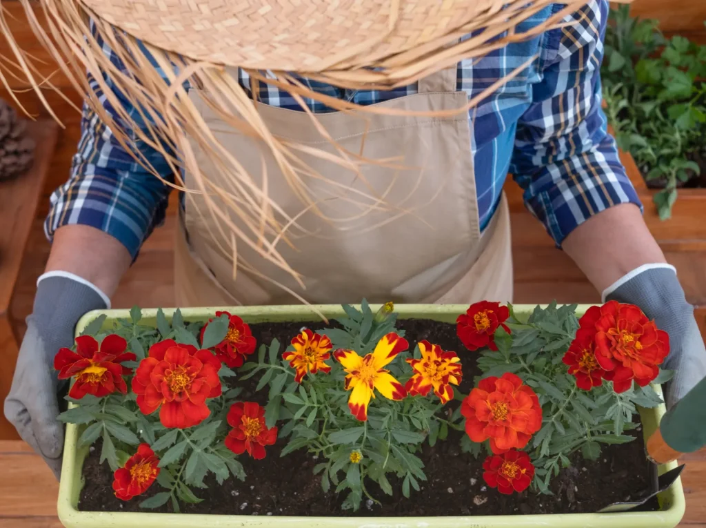 plant transplant